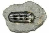 Morocconites Trilobite Fossil - Ofaten, Morocco #334939-2